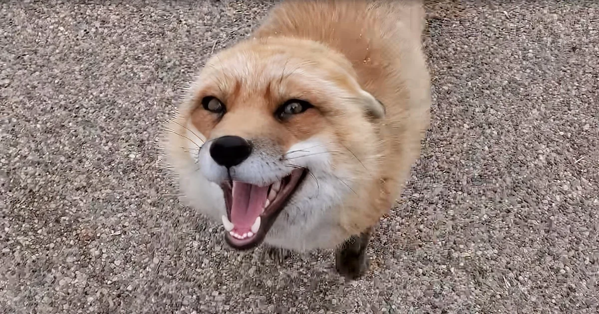Adorable Red Fox Laughs Hysterically While Being Pet