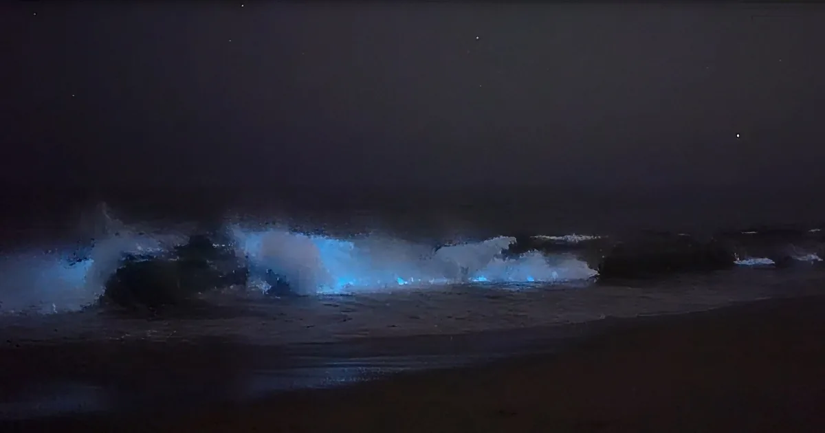 Jaw-Dropping Bioluminescent Waves Create Neon Blue Light on California Coast