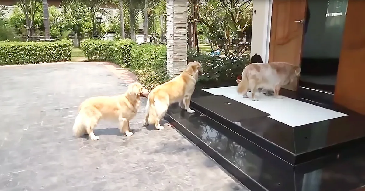 Three golden retrievers stand outside a house, one on the porch, two on the driveway.