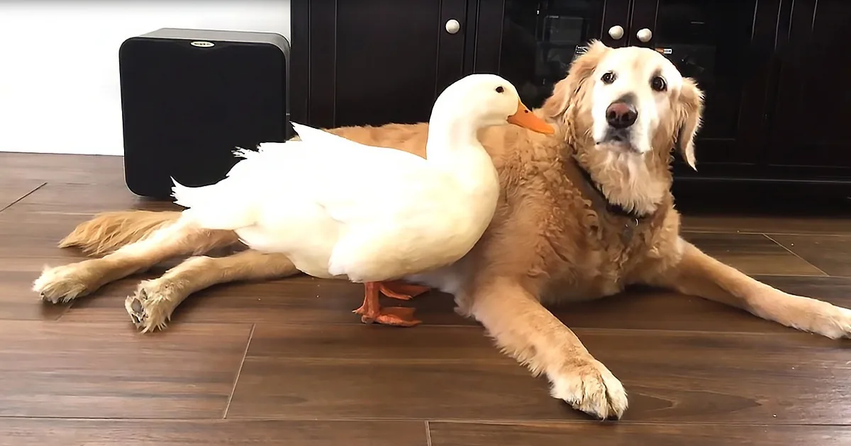 A golden retriever and a white duck are lying together on a wooden floor.