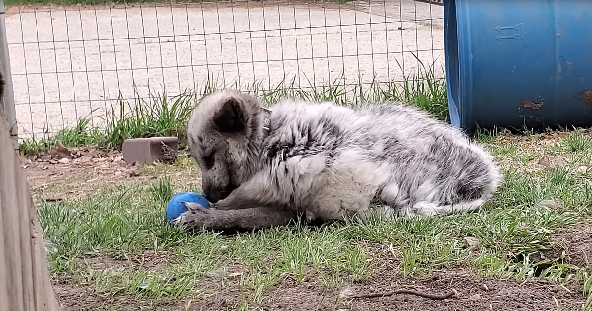 New Toy Ball Causes Sassy Foxes to Argue