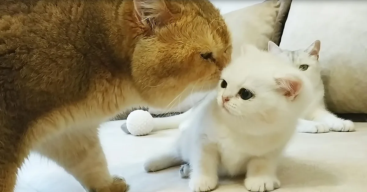 A fluffy orange cat sniffs a white cat on a light-colored surface, with another white cat in the background.