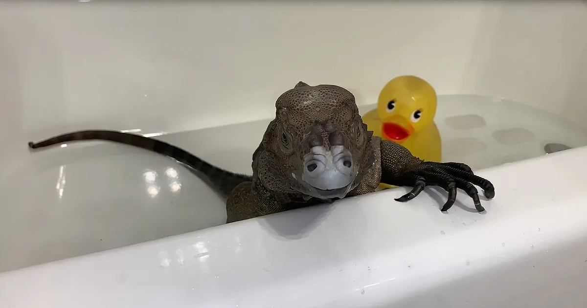 A lizard with a rubber duck in a bathtub.