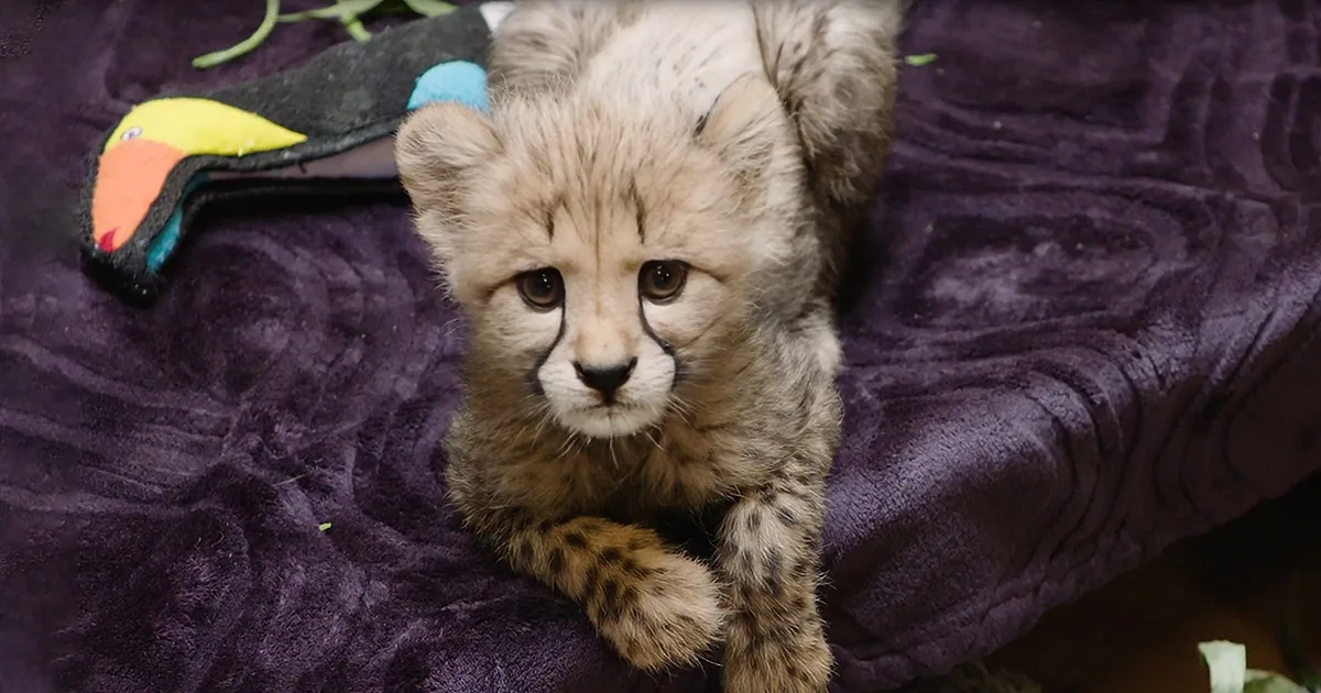 A baby cheetah cub with distinctive spots and a curious expression lies on a purple blanket.