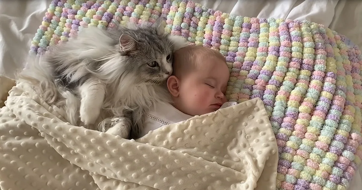 A fluffy gray cat rests beside a sleeping baby on a pastel crocheted blanket.