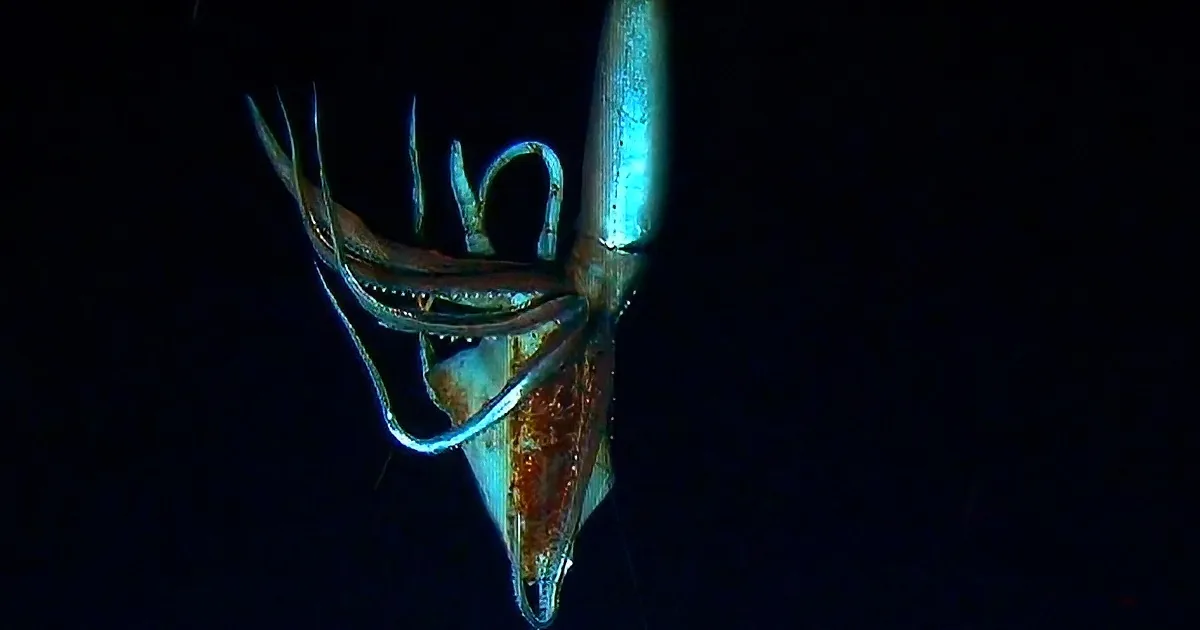 A glowing squid with tentacles extended, set against a dark background.