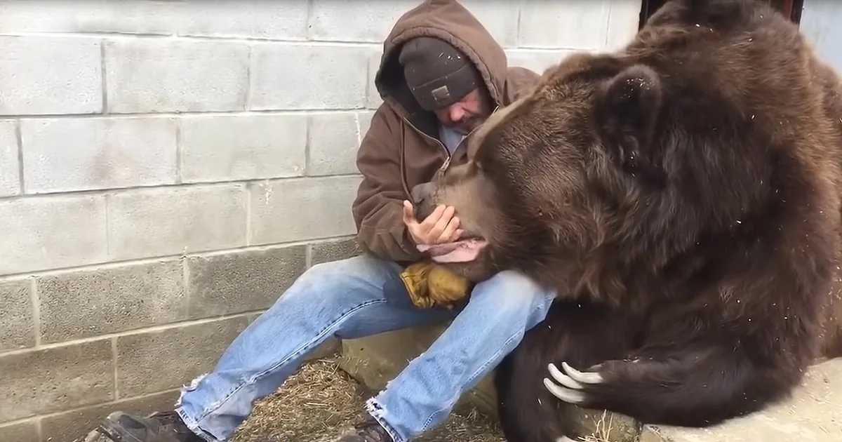 Millions Watch Man Comfort Bear After a Hard Day