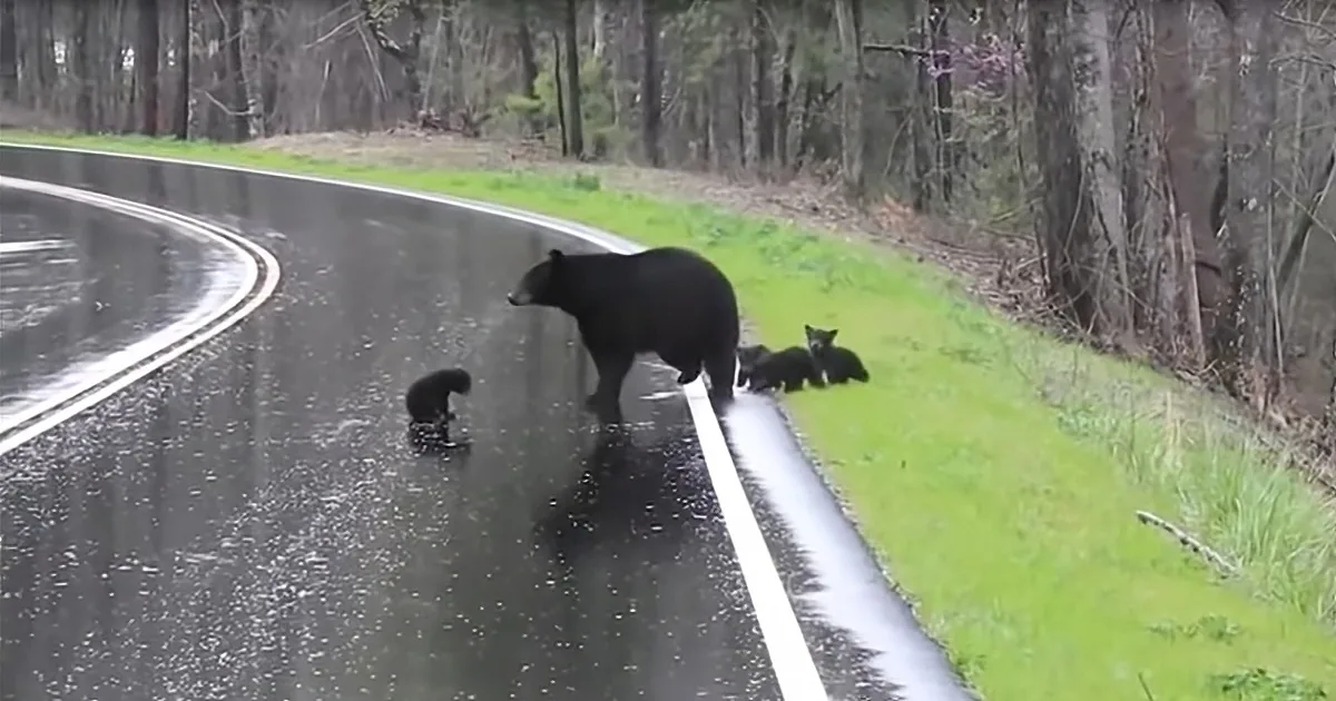 Adorable Bear Cubs Cross Road With Help From Their Loving Mom
