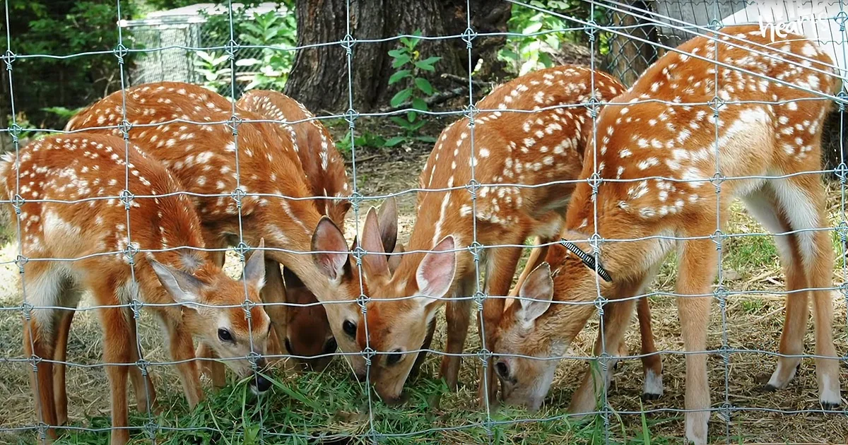 Tiny Baby Deer Finds Loving New Home After Close Call