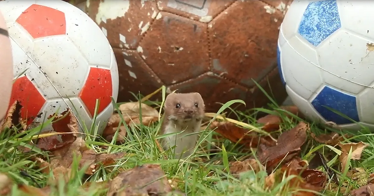 Amused Dad Captures Woodland Animals Playing on His Daughters' Playground Equipment