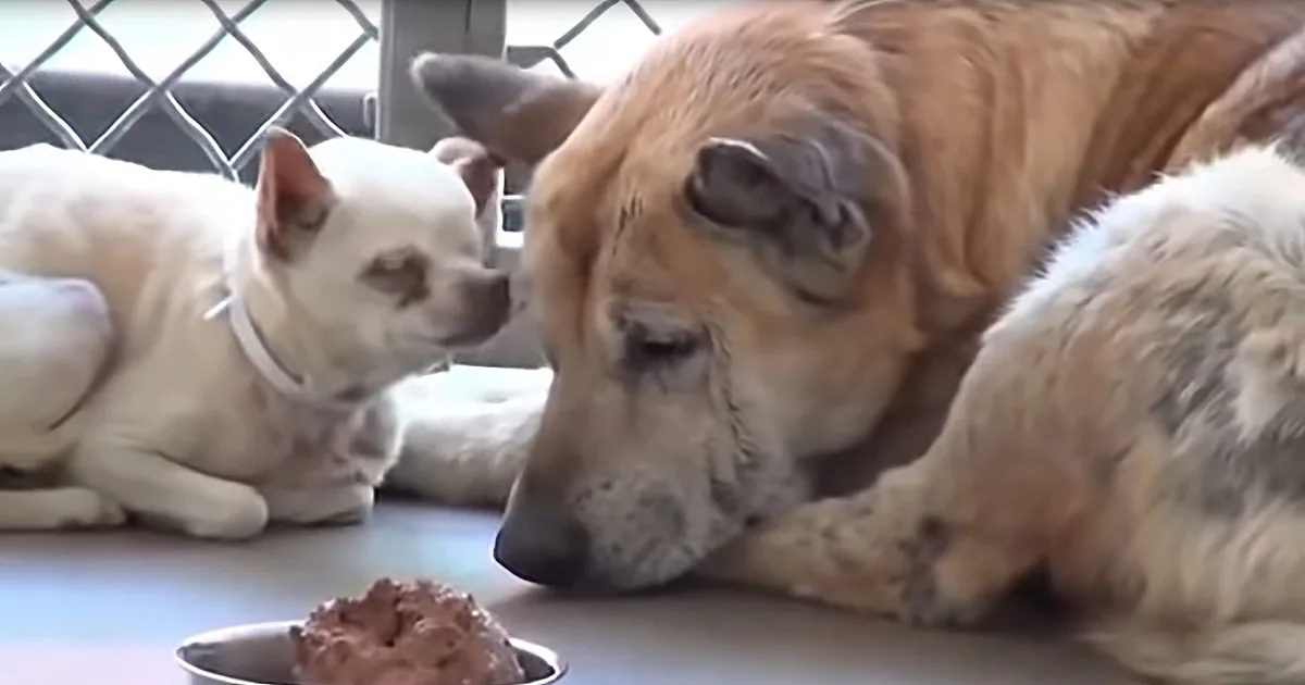 Blind, Elderly Best Friend Dogs Dumped at High-Kill Shelter Narrowly Escape Euthanization
