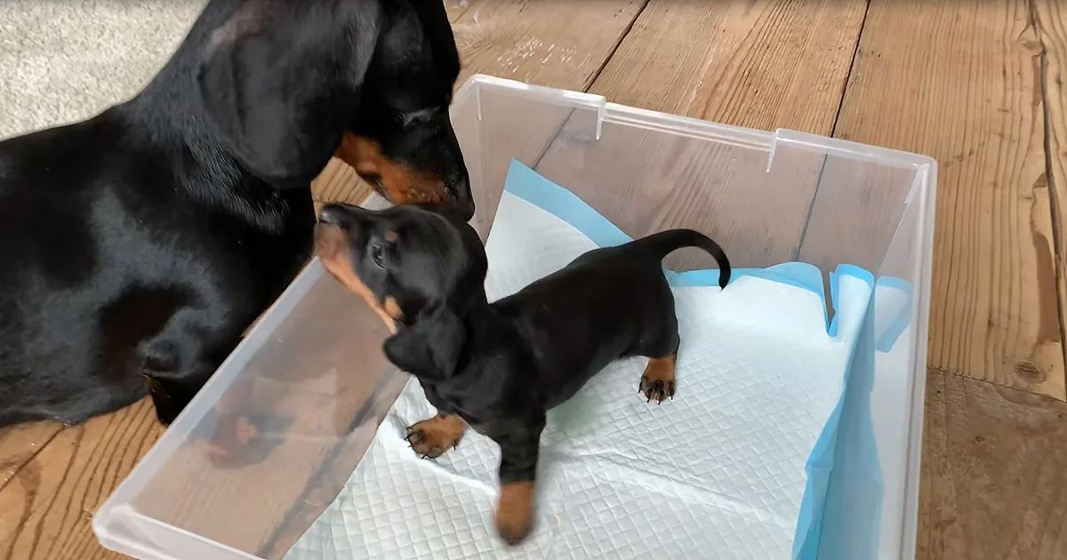 A black and tan puppy stands in a clear container with a white and blue liner, while an adult dog looks on.
