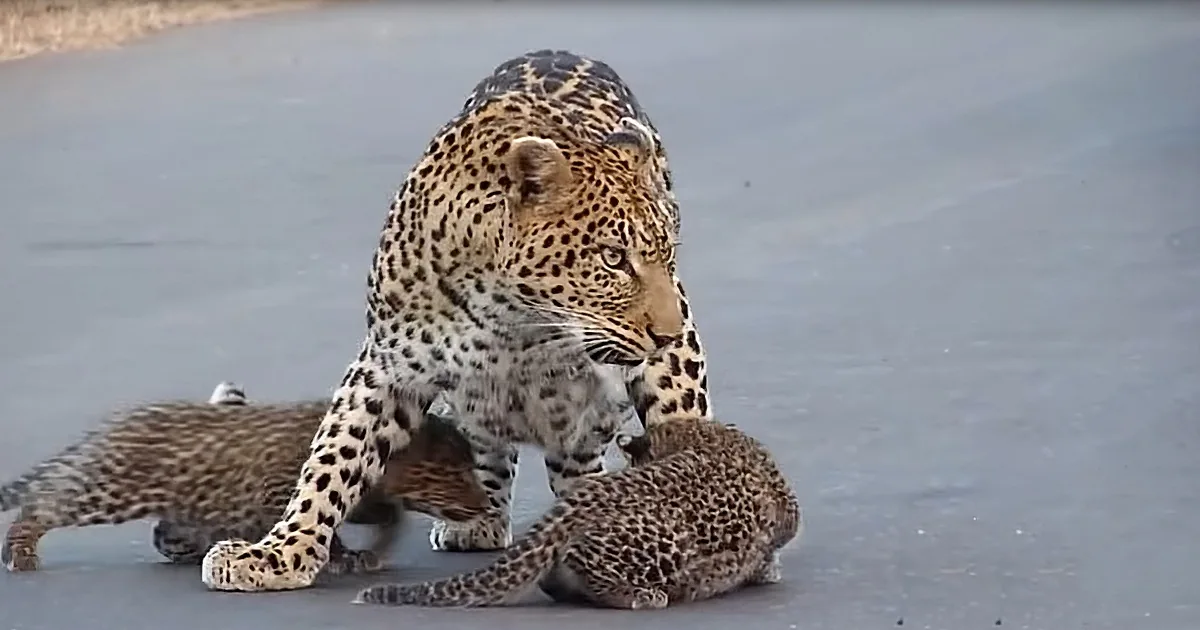 A leopard with spotted fur is holding a small animal in its mouth, standing on a flat surface.