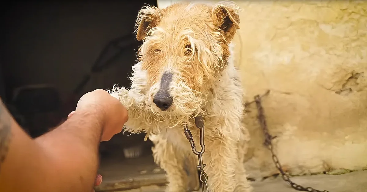 A dog with a chain collar is being petted by a hand, looking slightly distressed.