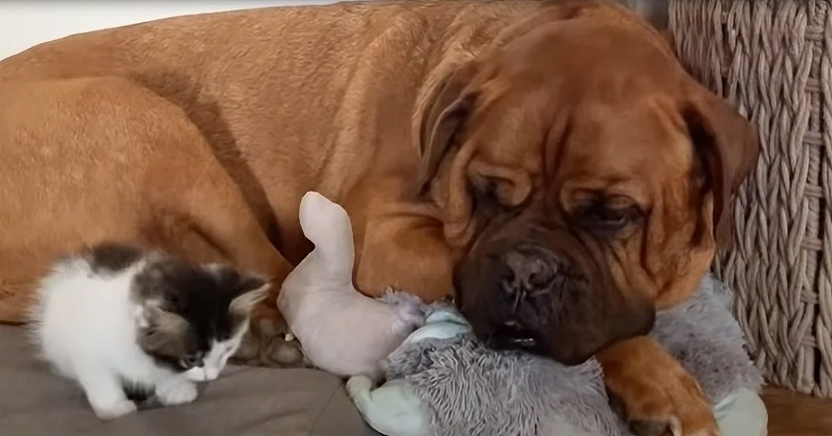 A large brown dog rests with a small kitten, both near stuffed toys, creating a peaceful scene.