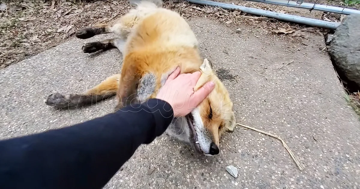 If You''ve Never Heard a Fox Laugh and Giggle, This Is Your Opportunity!