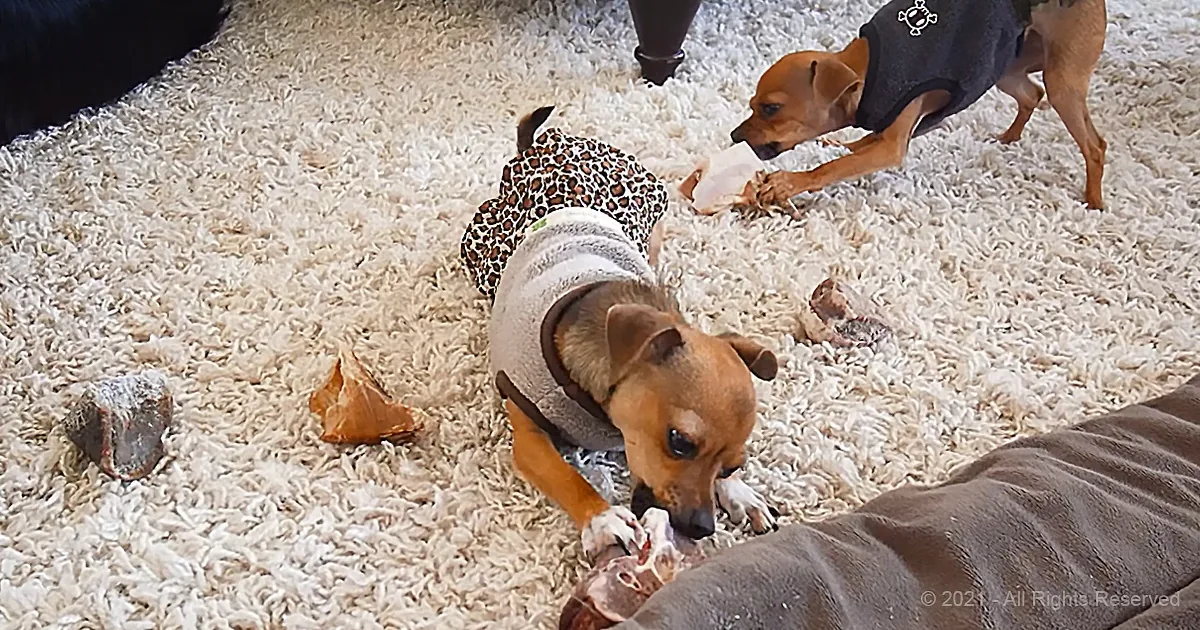 A small dog in a leopard print sweater is eating a bone on a fluffy white carpet.