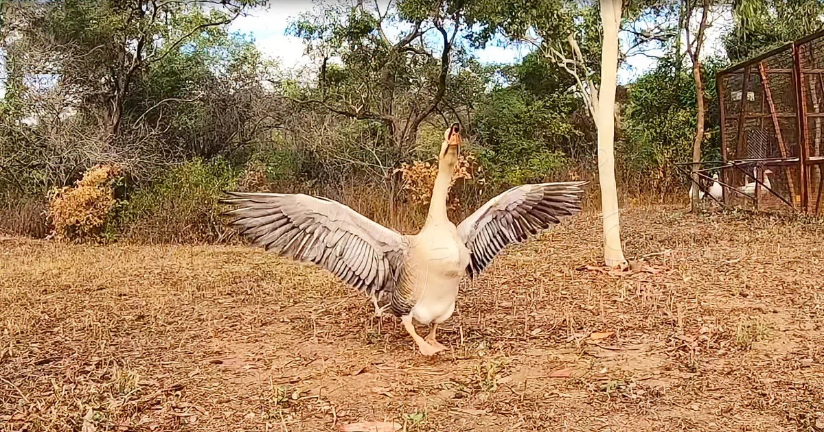 Rescued Animals Dance to Saturday Night Fever Soundtrack