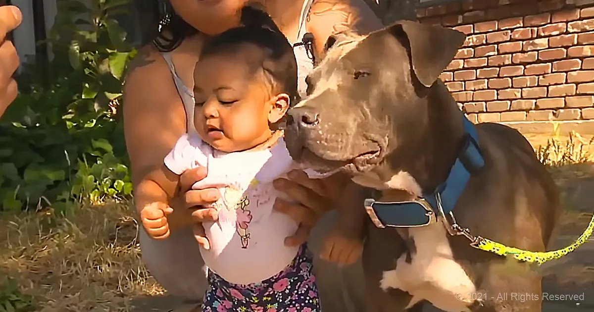 A baby in a floral dress is held by a person, with a large dog nuzzling the baby's head.