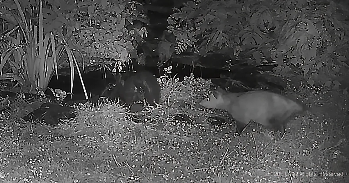 A small animal, possibly a rabbit, is foraging on the ground amidst vegetation.