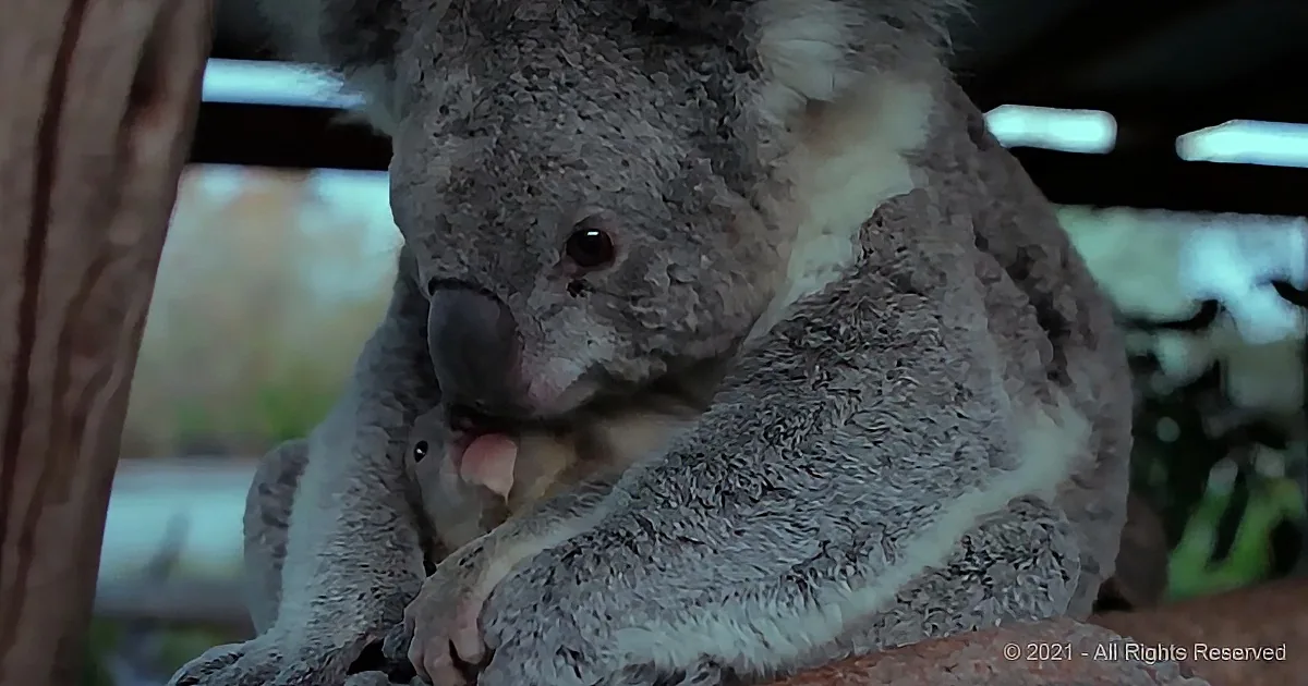 A koala with a baby in its pouch, nestled against a tree, surrounded by blurred greenery.