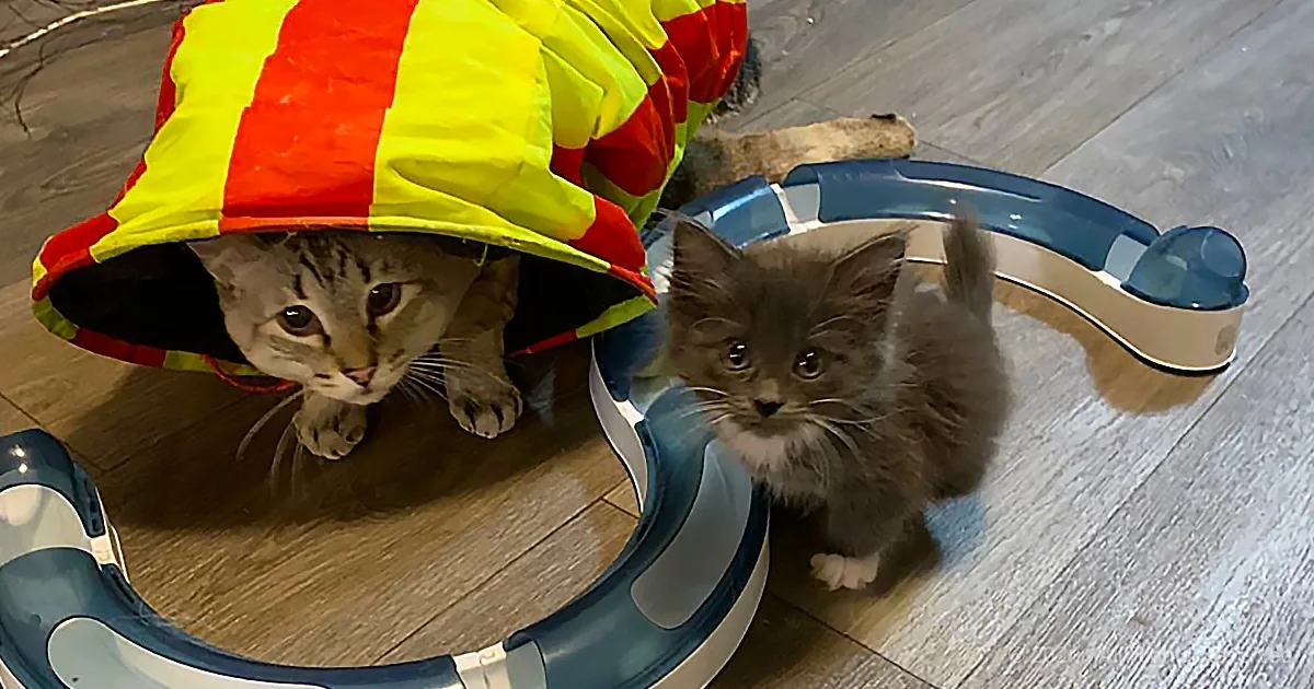 A gray cat wearing a yellow and red raincoat stands next to a fluffy kitten on a wooden floor.