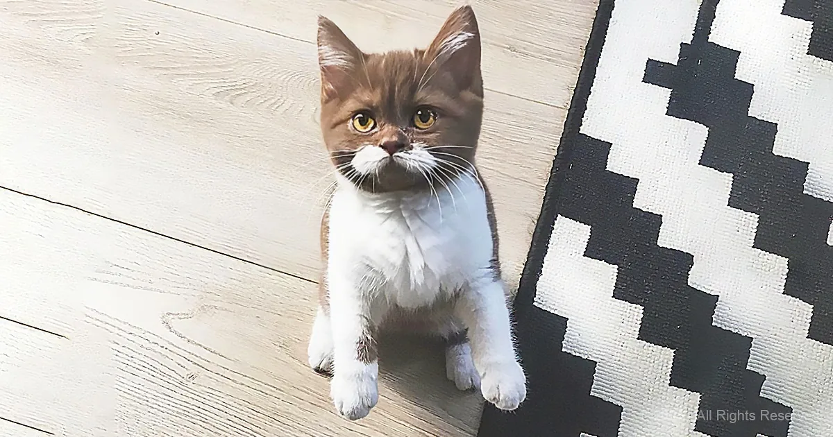 A brown and white kitten with striking yellow eyes sits on a light wooden floor near a black and white patterned rug.