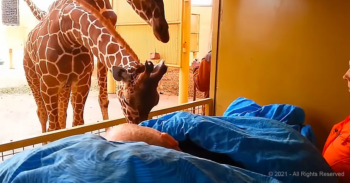Two giraffes are reaching over a barrier to interact with a person in a blue blanket.