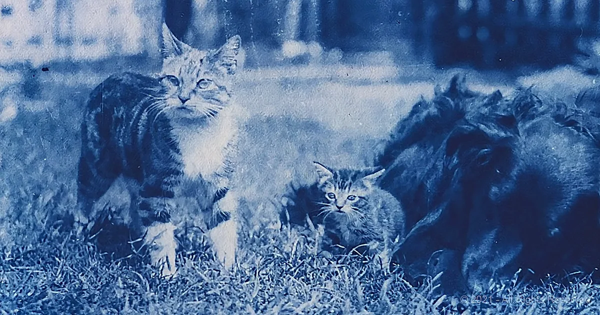 A mother cat and her kittens are sitting on grass, looking directly at the camera.
