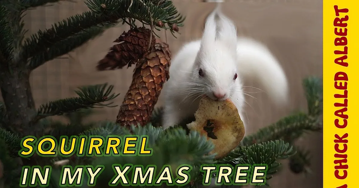 A man in a brown sweater feeds a small white rabbit a piece of food.