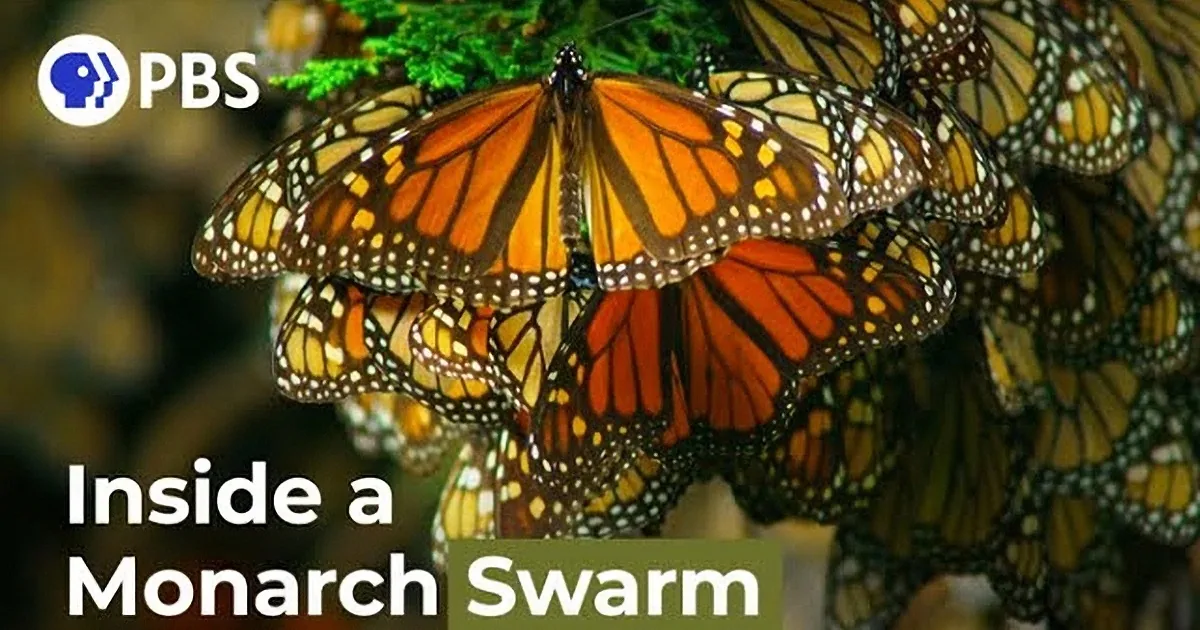 A hummingbird perches on a branch, surrounded by a cluster of monarch butterflies.