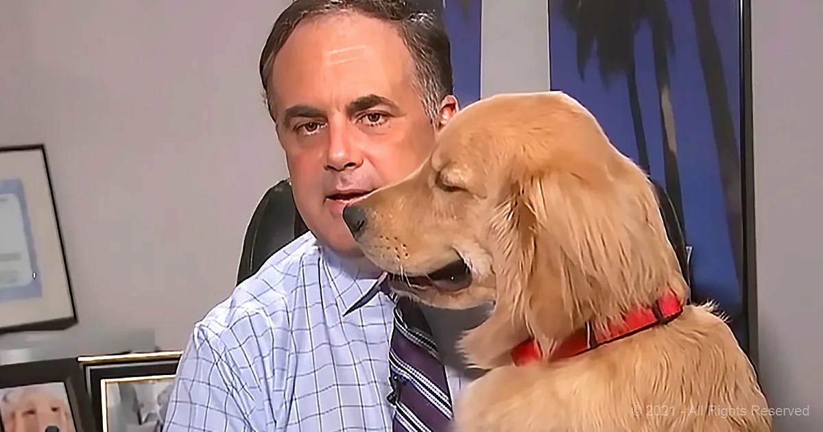 A man in a checkered shirt and tie is being kissed on the cheek by a golden retriever with a red collar.