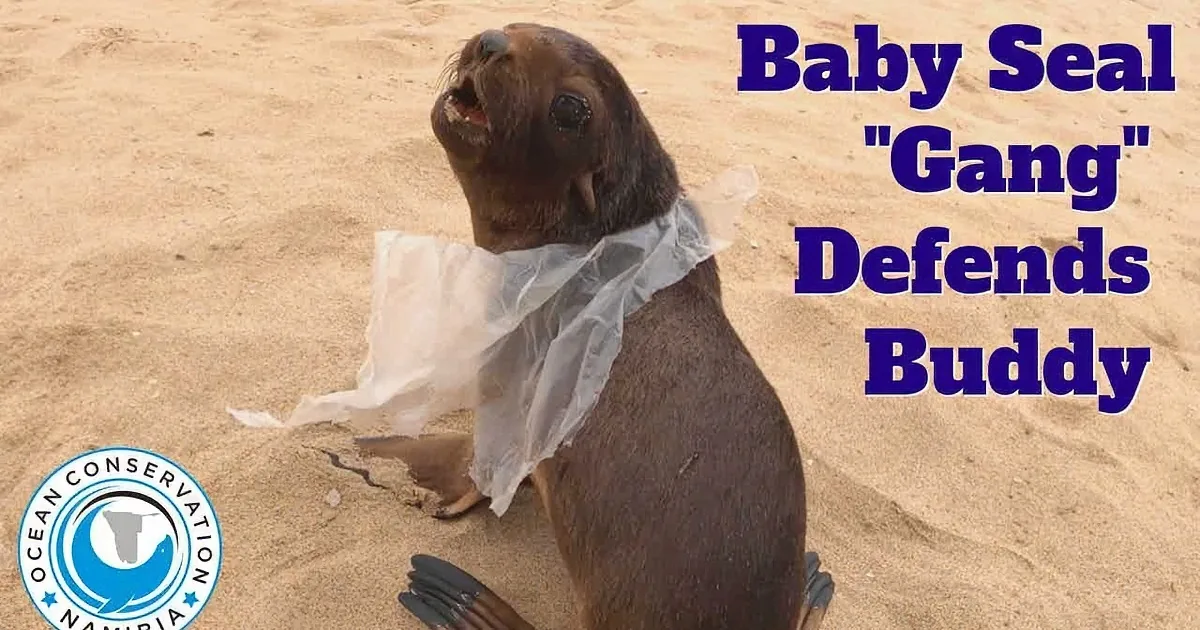A seal with a piece of plastic wrapped around its neck sits on a sandy beach, appearing distressed.
