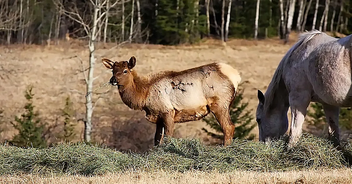 An elk stands on a grassy mound, holding grass in its mouth, with a horse grazing nearby in a field.