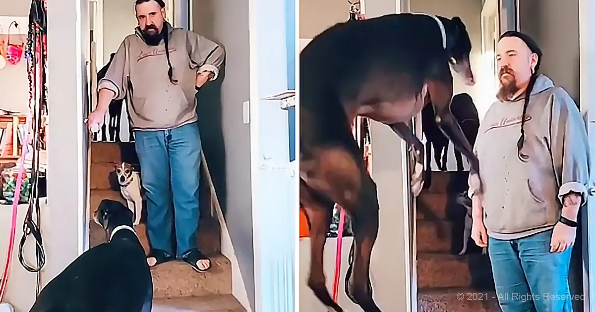 A man stands in a doorway with a large black dog jumping up to greet him, while a smaller dog sits nearby.