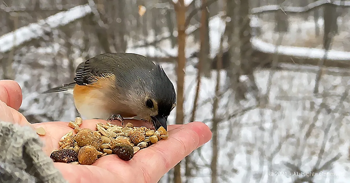 A tufted titmouse pecks at birdseed in someone's hand amidst a snowy forest backdrop.