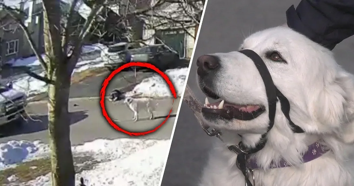 Woman Suffers Seizure, Saved by Hero Dog