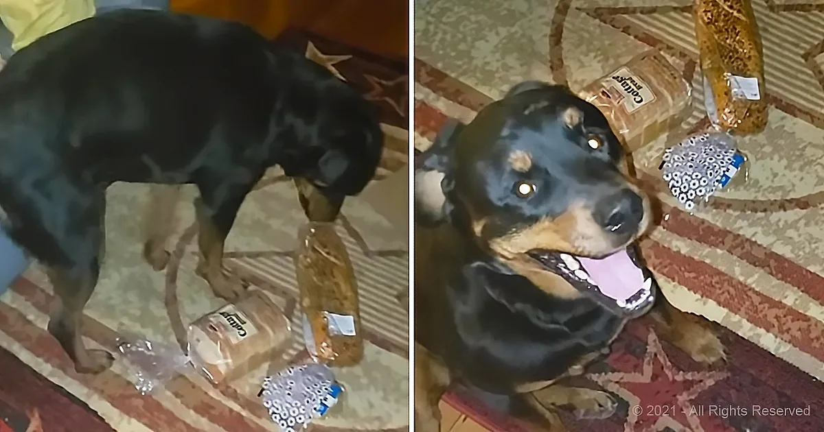 This Dog's Priority Is Guarding Her Owner's Bread