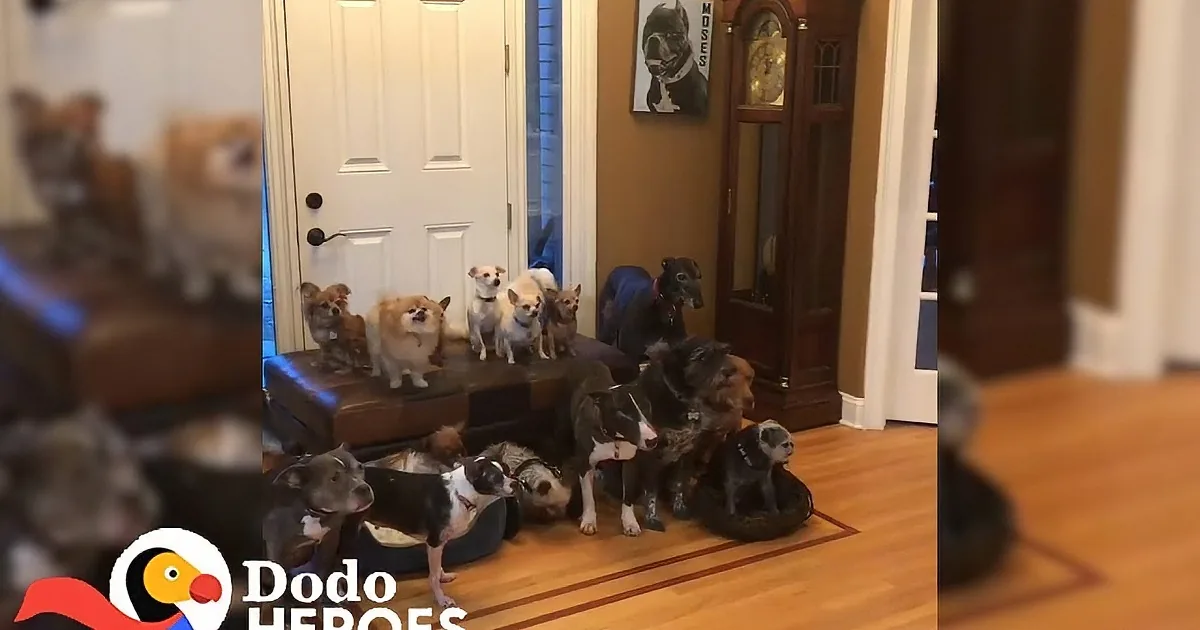 Couple Saves More Than 500 Senior Dogs