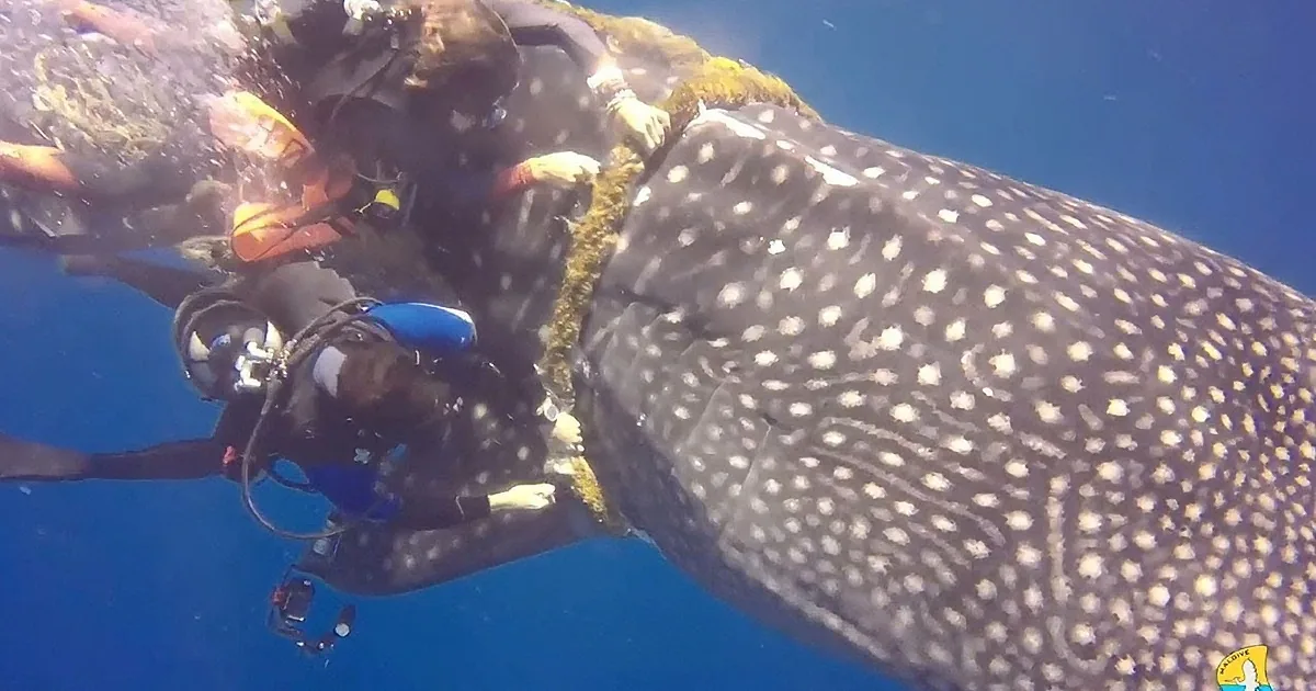A scuba diver observes a whale shark entangled in fishing gear underwater.
