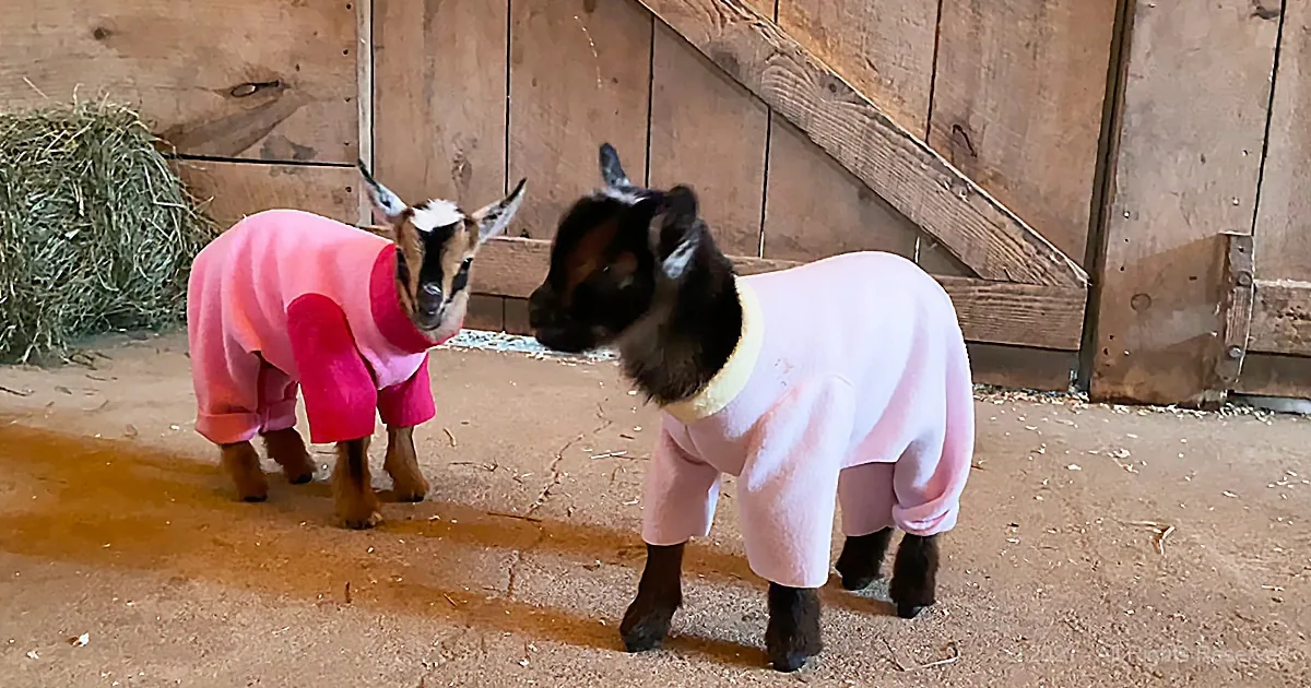 Two goats in pink and white fleece sweaters stand in a barn, one looking at the other.