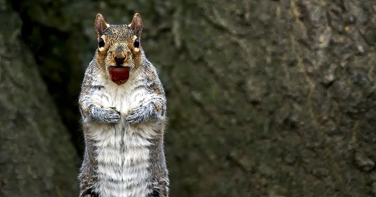 A squirrel holds a hazelnut in its paws, surrounded by autumn leaves.