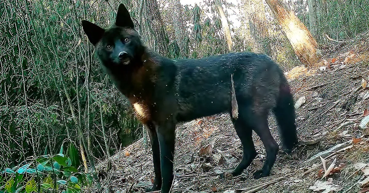 A black dog with a brown patch stands in a forested area with dry leaves and trees.