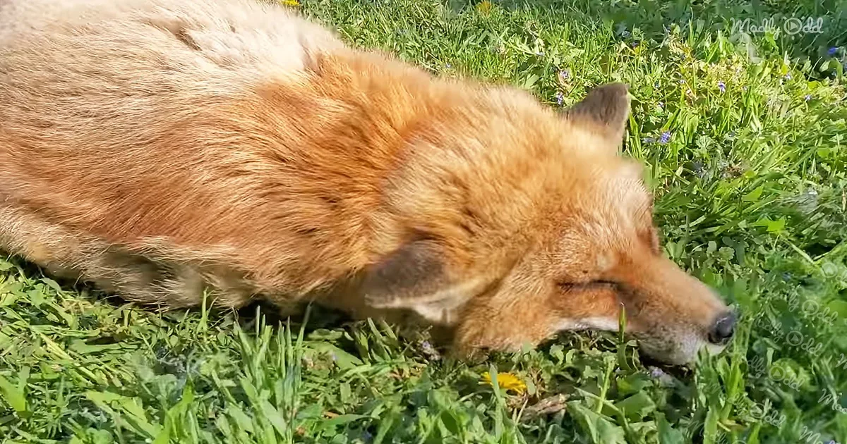 A fox with closed eyes rests on green grass, surrounded by small flowers.