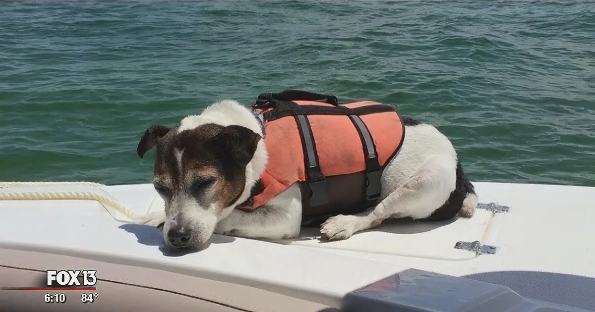 Boaters Save Tiny Dog Who Was Lost at Sea