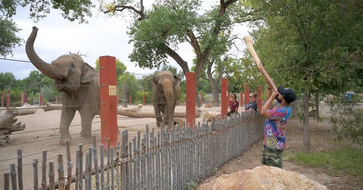 A child holds a large stick near elephants in a zoo enclosure with red posts and a wooden fence.