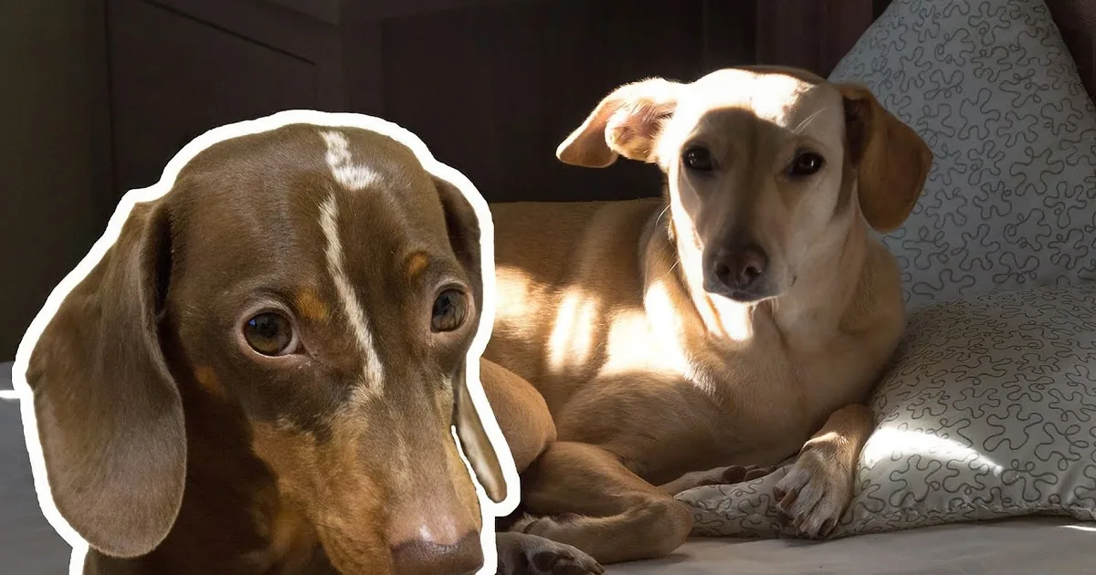 Dachshund Puppy Gets Onto the Bed for the First Time