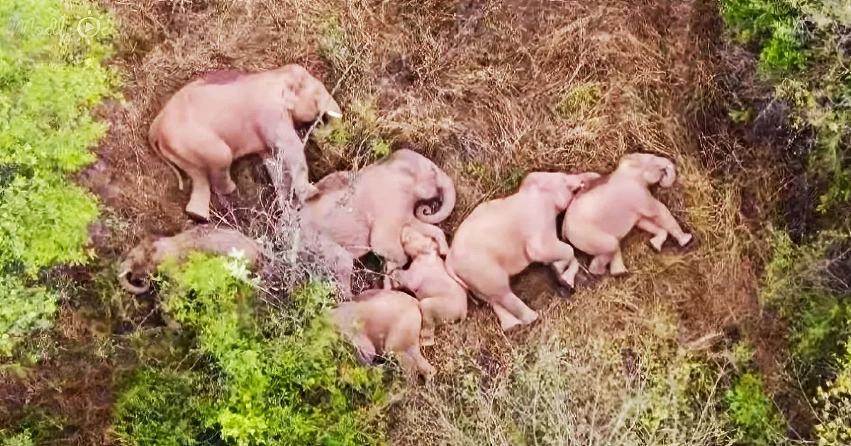 Elephants rest on a grassy hillside, with one nursing a calf.
