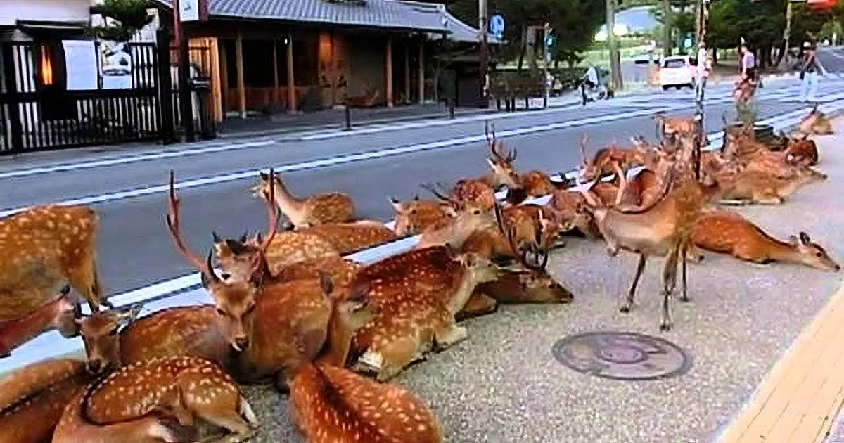 A herd of deer is lounging on a city street, with a person and a white car in the background.