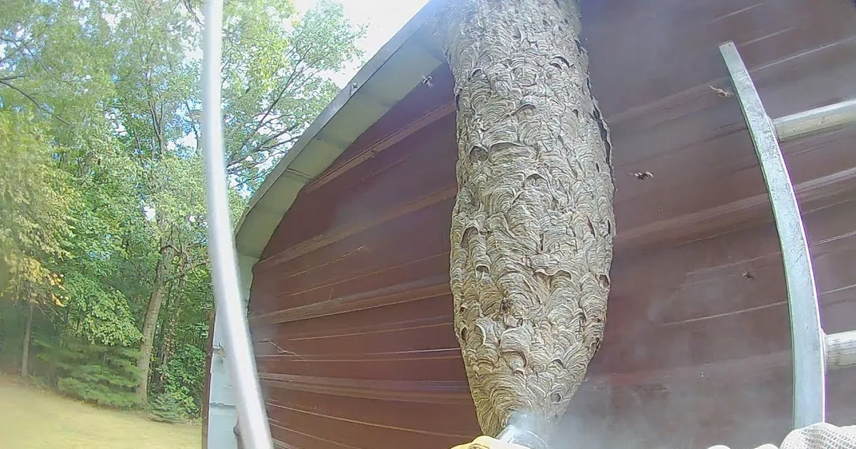 A person in protective gear removes a wasp nest from a building.